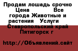 Продам лошадь срочно › Цена ­ 30 000 - Все города Животные и растения » Услуги   . Ставропольский край,Пятигорск г.